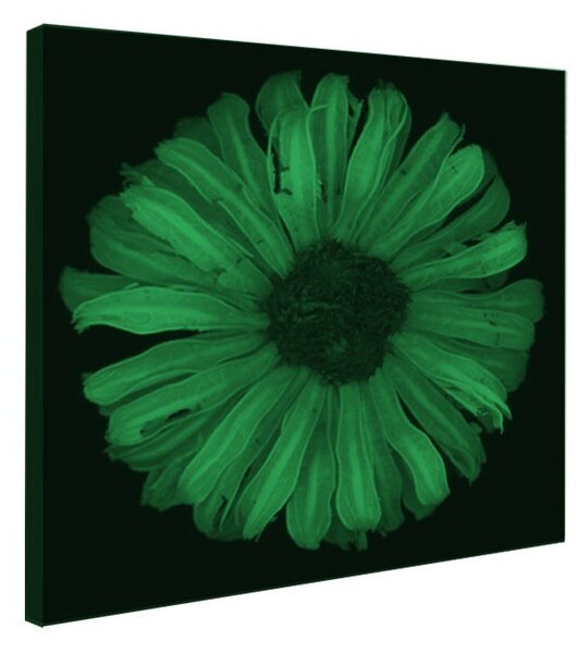 Tablou fosforescent﻿ Floarea soarelui abstract