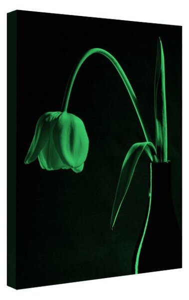 Tablou fosforescent﻿ Lalea