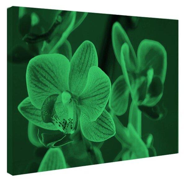 Tablou fosforescent Orhidee violet