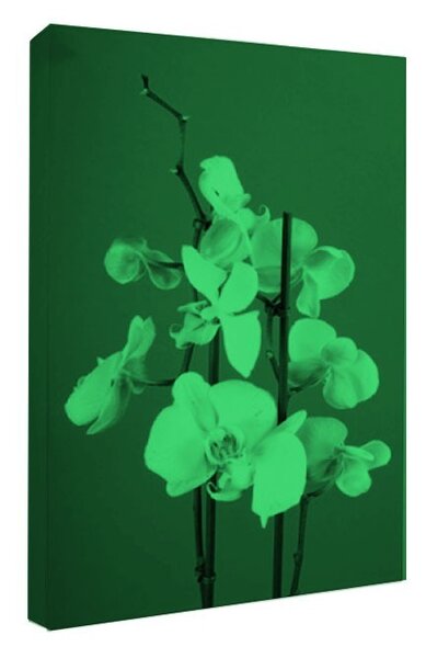 Tablou fosforescent Orhidee pe fond rosu