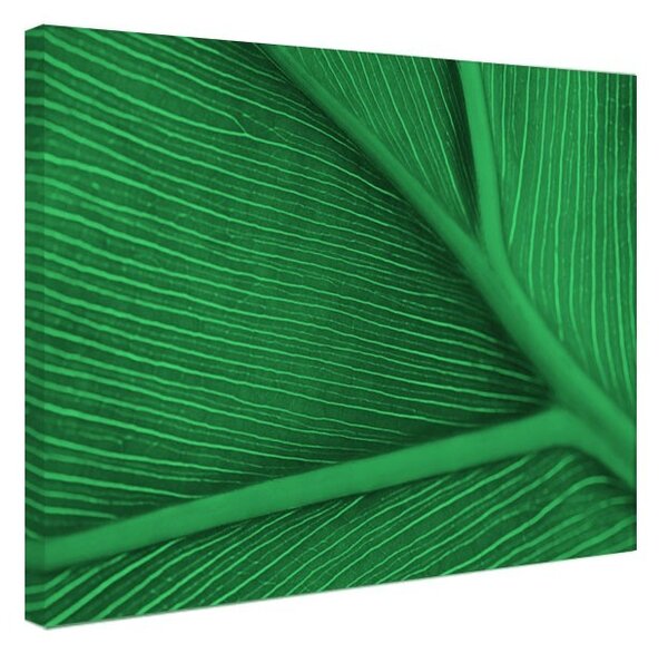 Tablou fosforescent Frunza verde