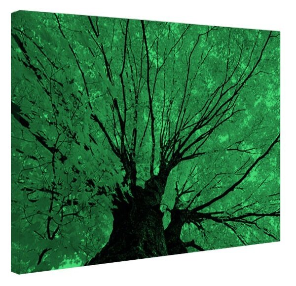 Tablou fosforescent Copac ingalbenit