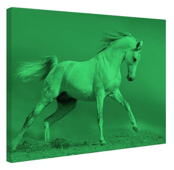 Tablou fosforescent Cal arab