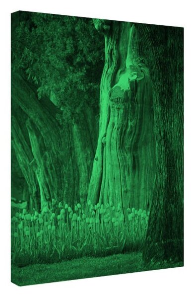 Tablou fosforescent Lalele si copaci batrani