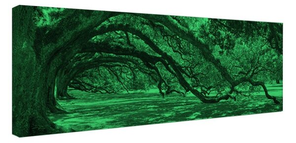 Tablou fosforescent Copaci batrani