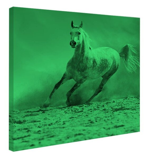 Tablou fosforescent Armasar salbatic