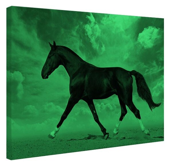 Tablou fosforescent Cal negru in desert
