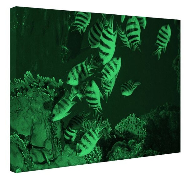 Tablou fosforescent Viata subacvatica