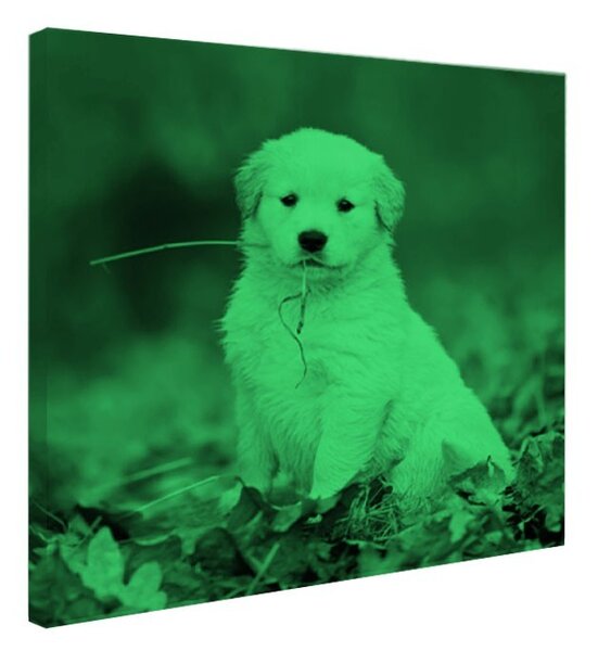 Tablou fosforescent Pui dragut
