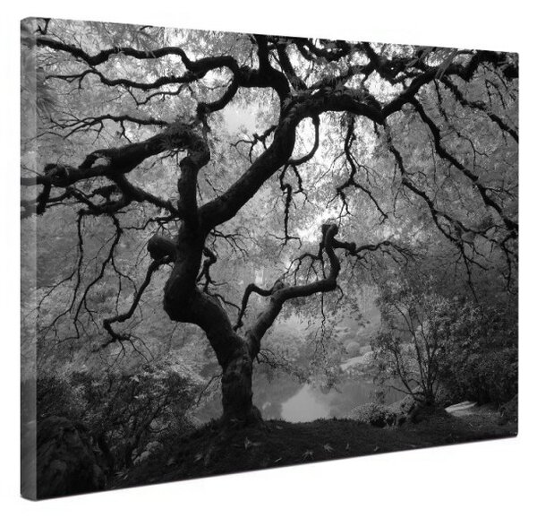 Tablou canvas fosforescent Artar alb-negru