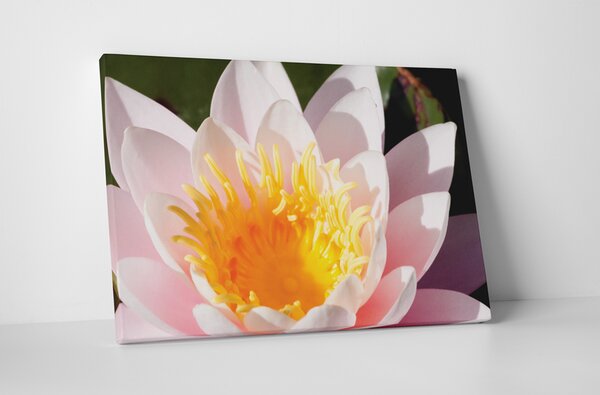 Tablou canvas : Frumoasa dalie