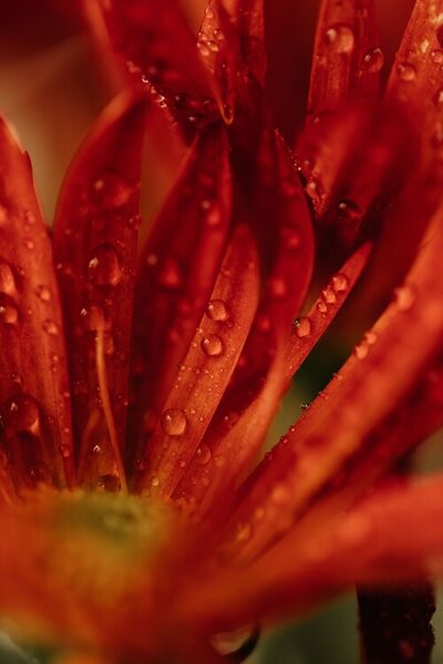 Fotografie de artă Detail of red flowers 2, Javier Pardina, (26.7 x 40 cm)