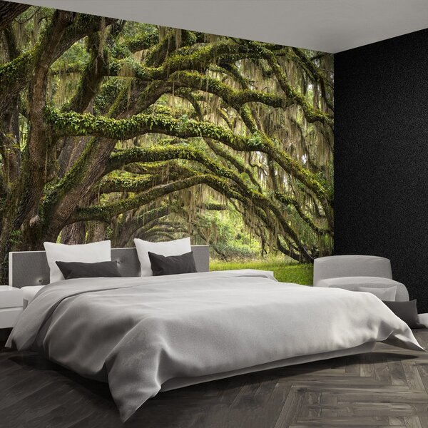 Fototapet Avenue De Oaks