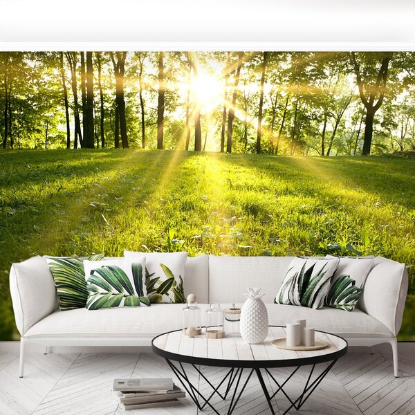 Fototapet Forest Sun