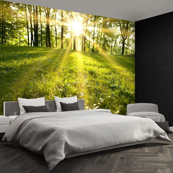 Fototapet Forest Sun