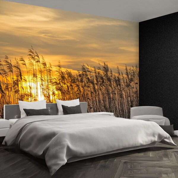 Fototapet Reed Sun