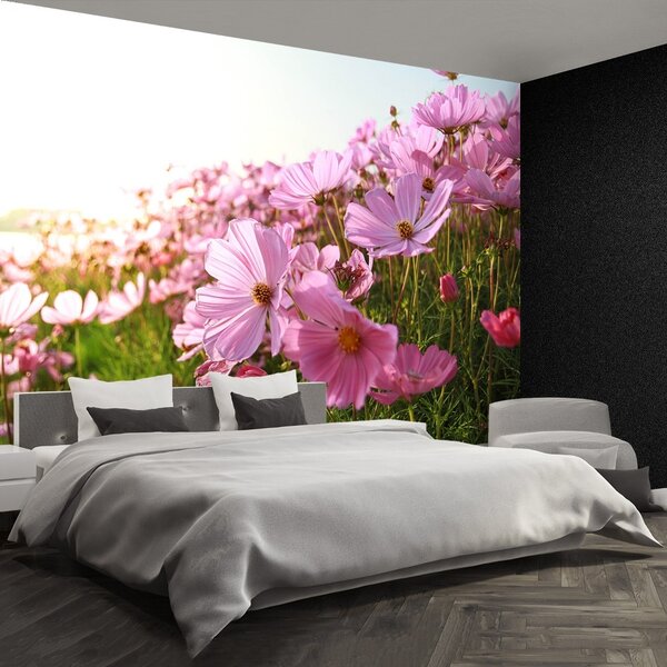 Fototapet Cosmos Flower