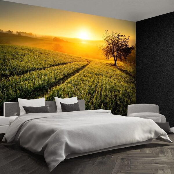 Fototapet Hill copac