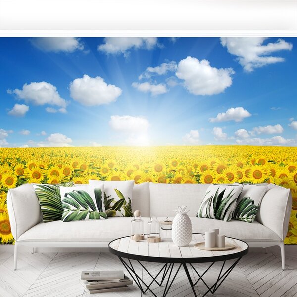 Fototapet Domeniu de Sunflowers