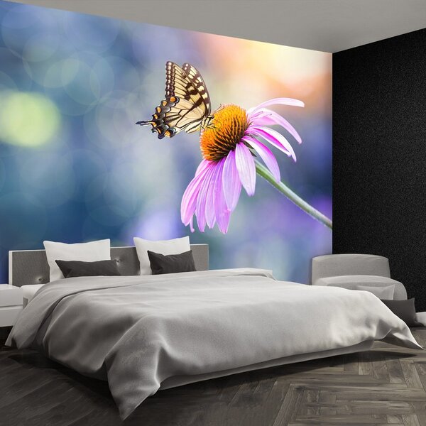 Fototapet echinaceea Butterfly