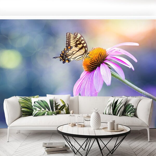 Fototapet echinaceea Butterfly