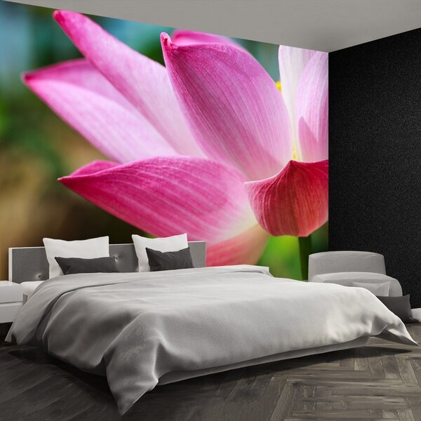 Fototapet roz Lotus