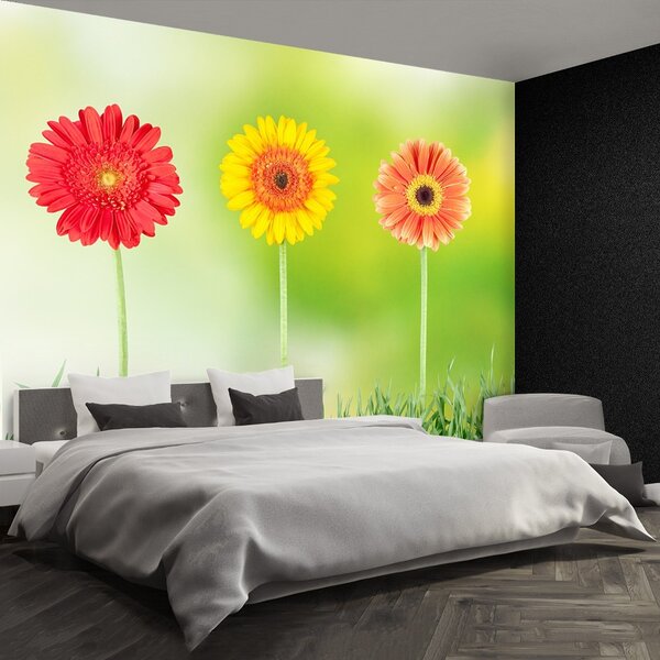Fototapet Gerbera