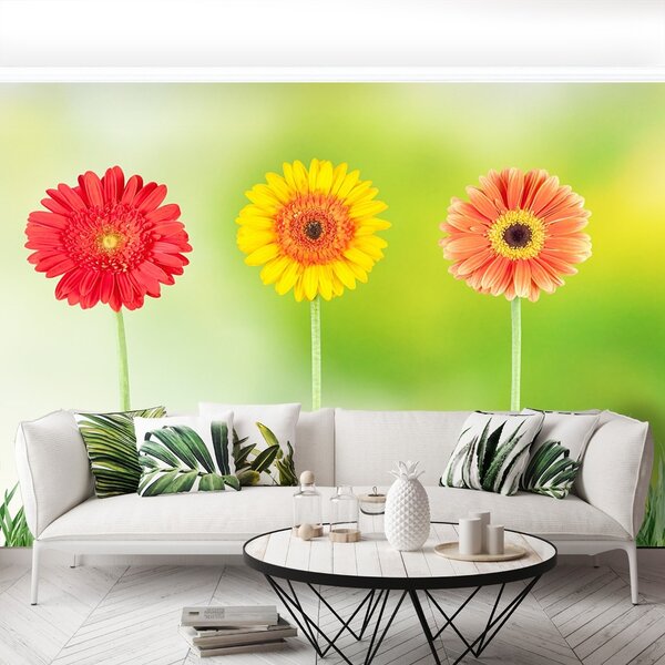 Fototapet Gerbera