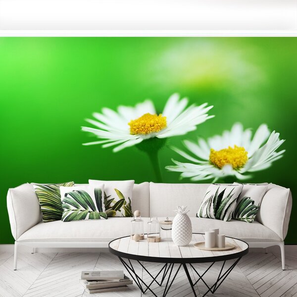 Fototapet alb Daisies