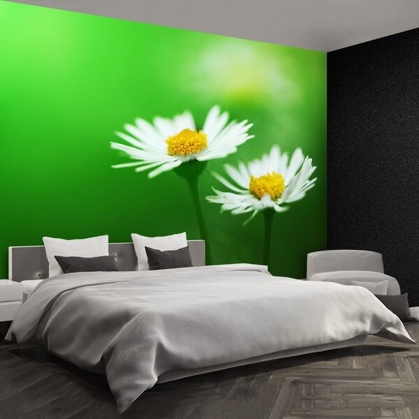 Fototapet alb Daisies