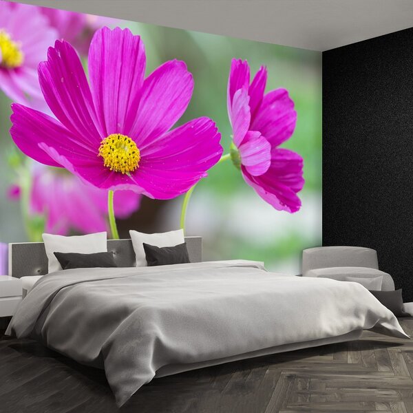 Fototapet Cosmos Flori