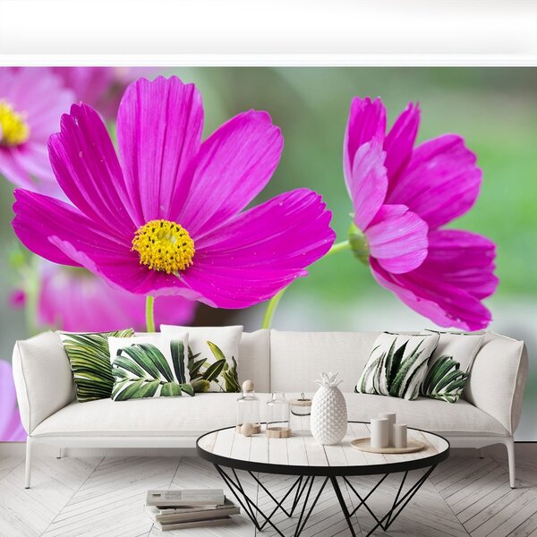 Fototapet Cosmos Flori
