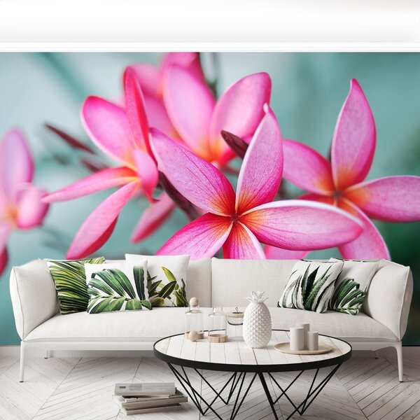 Fototapet Pink Plumeria