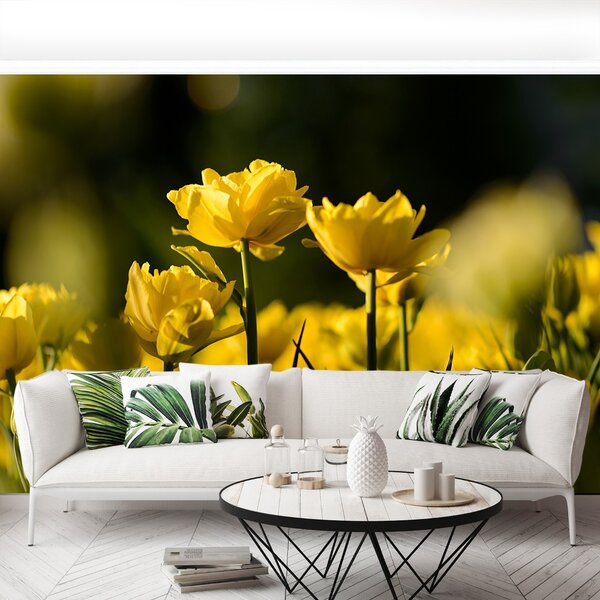 Fototapet Yellow Tulip