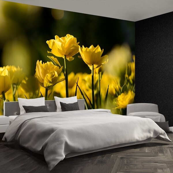 Fototapet Yellow Tulip