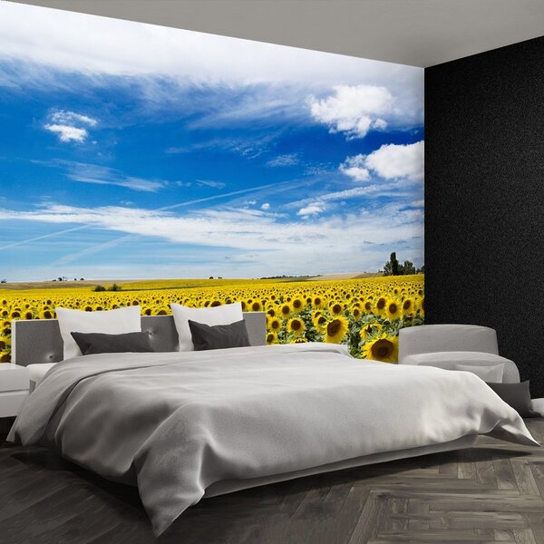 Fototapet Domeniu de Sunflowers
