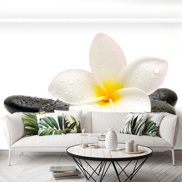 Fototapet plumeria pietre