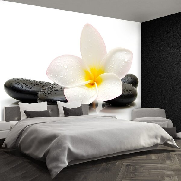 Fototapet plumeria pietre