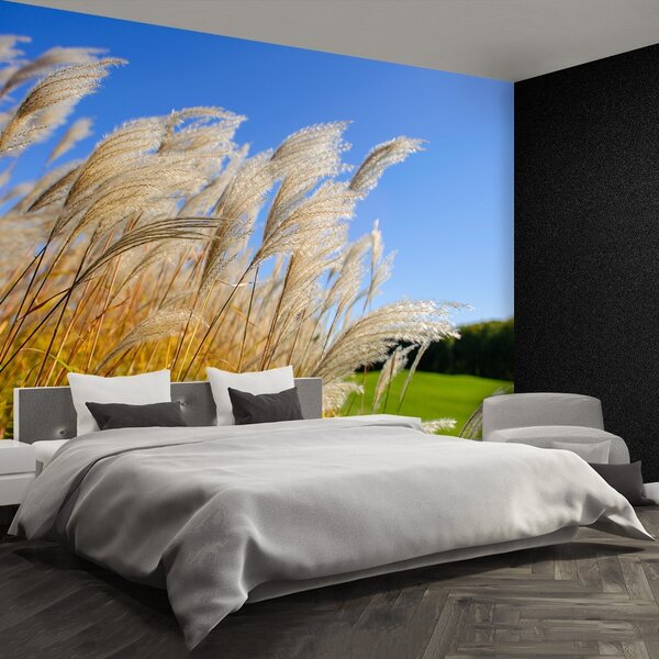 Fototapet Albastru Reed