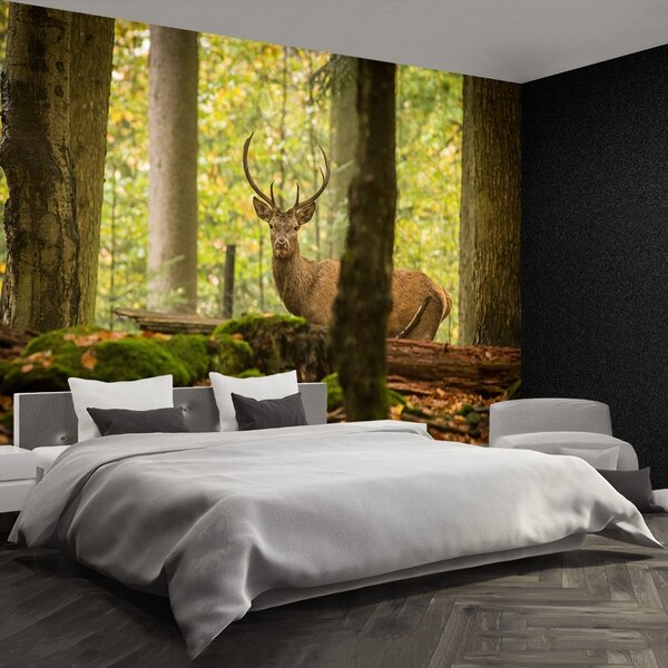 Fototapet Deer Forest
