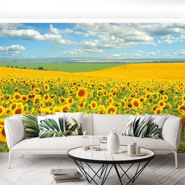 Fototapet Domeniu de Sunflowers