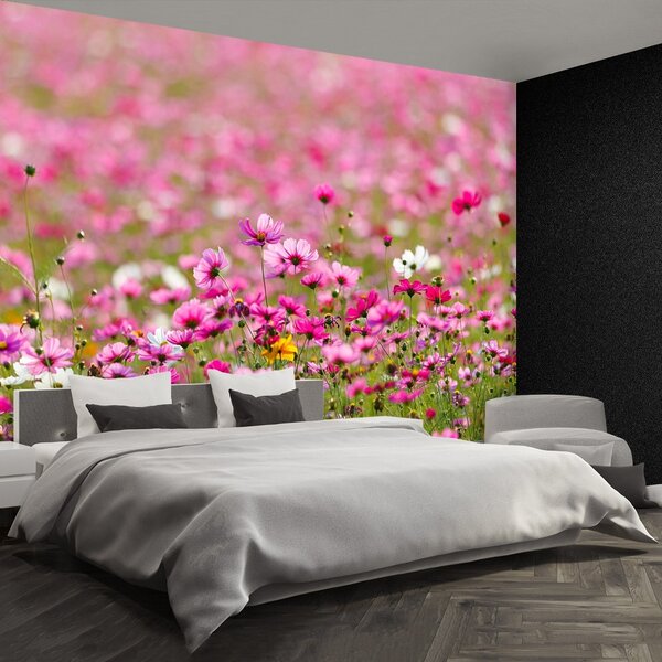 Fototapet Cosmos Flori