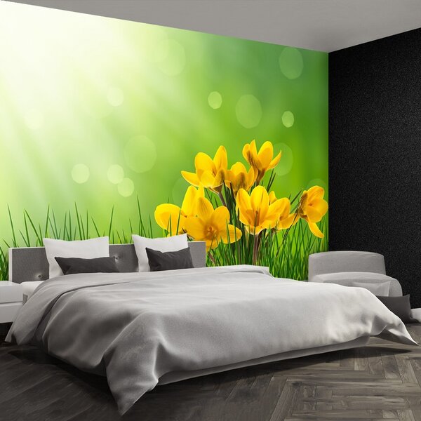 Fototapet Crocuses Green