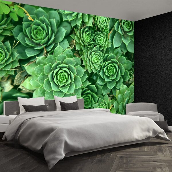 Fototapet Sedum verde