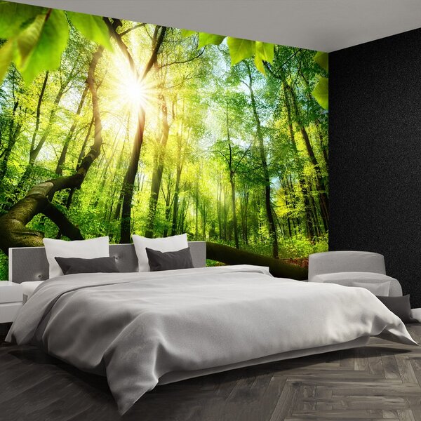Fototapet fag Forest