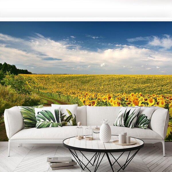 Fototapet Domeniu de Sunflowers