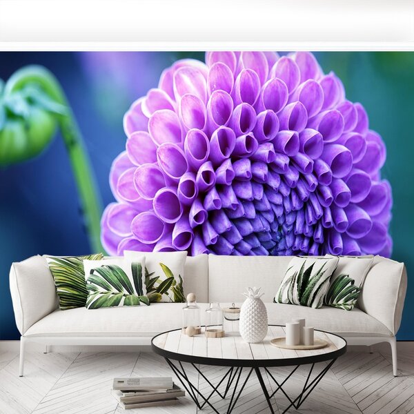 Fototapet Purple Dahlia