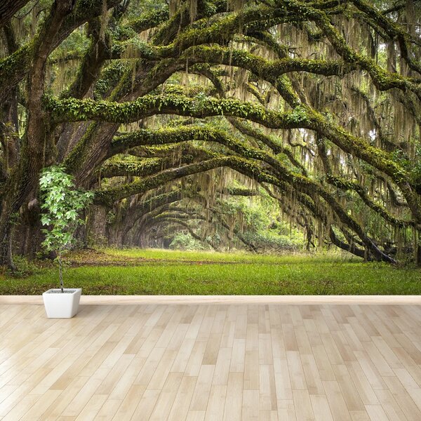 Fototapet Avenue De Oaks
