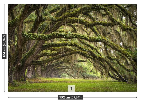 Fototapet Avenue De Oaks