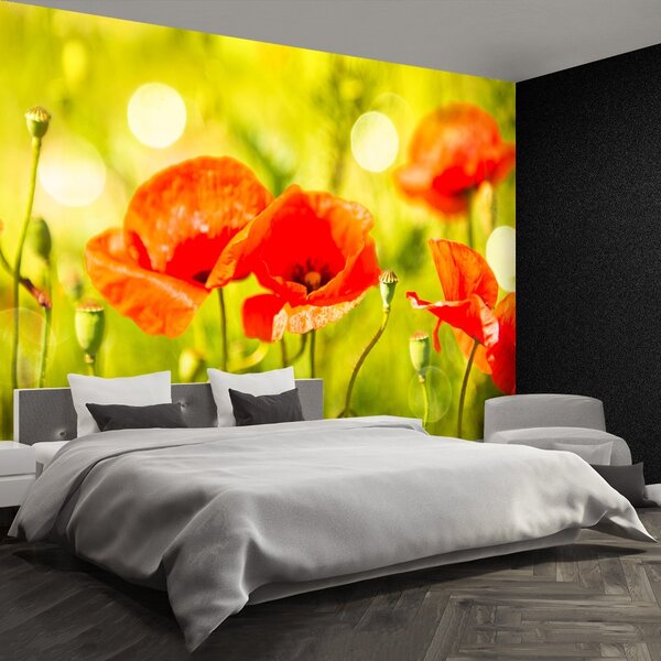 Fototapet maci Meadow